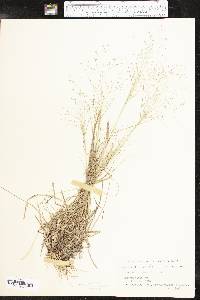 Eragrostis intermedia image