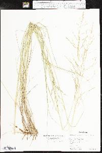 Eragrostis curvula image