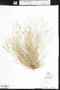 Eragrostis pectinacea var. pectinacea image