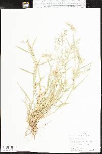 Eragrostis barrelieri image