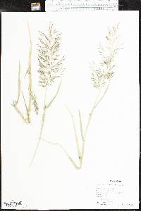 Eragrostis barrelieri image