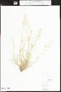 Eragrostis barrelieri image