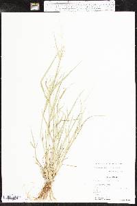 Eragrostis barrelieri image