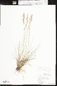 Eragrostis secundiflora image