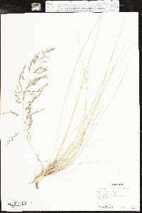 Eragrostis curvula image