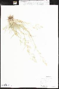 Eragrostis barrelieri image