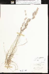 Eragrostis secundiflora image