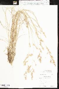 Eragrostis secundiflora image