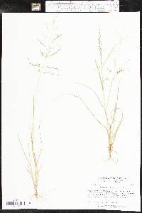 Eragrostis barrelieri image