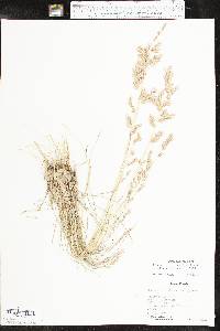 Eragrostis secundiflora image