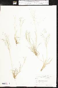 Eragrostis intermedia image