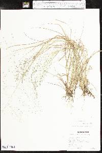 Eragrostis intermedia image