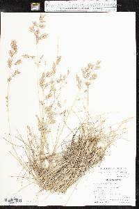 Eragrostis secundiflora image