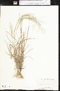 Eragrostis intermedia image