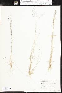 Eragrostis lugens image