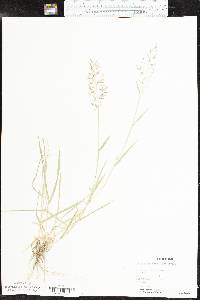 Eragrostis barrelieri image