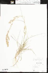 Eragrostis secundiflora subsp. oxylepis image