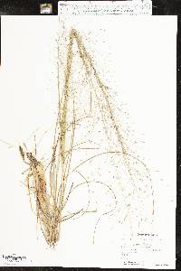 Eragrostis trichodes image