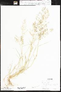 Eragrostis barrelieri image