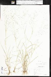 Eragrostis intermedia image