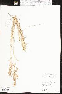 Eragrostis secundiflora image