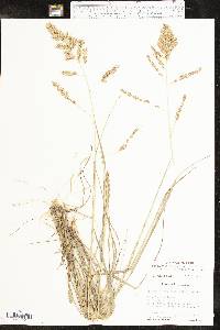 Eragrostis secundiflora image