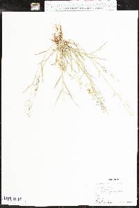 Eragrostis barrelieri image