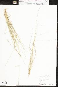 Eragrostis sessilispica image