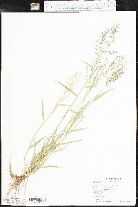 Eragrostis barrelieri image