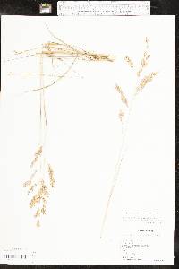 Eragrostis secundiflora image