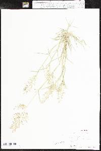 Eragrostis barrelieri image