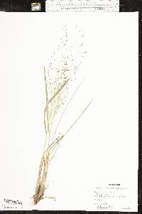 Eragrostis trichodes image