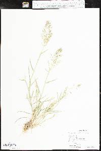 Eragrostis barrelieri image