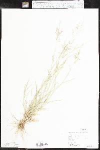 Eragrostis barrelieri image