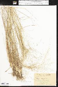 Eragrostis intermedia image