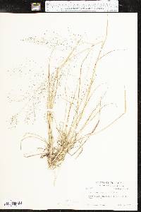 Eragrostis intermedia image