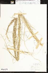 Eragrostis trichodes image