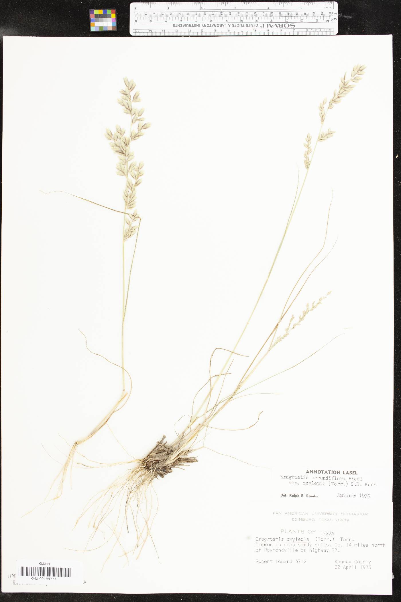 Eragrostis secundiflora image