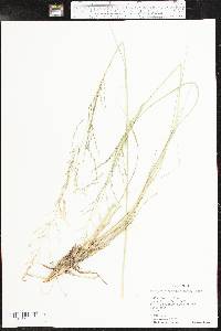 Eragrostis curvula image