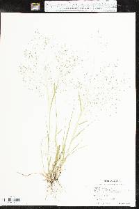 Eragrostis intermedia image