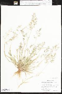 Eragrostis barrelieri image