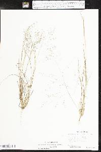 Eragrostis intermedia image