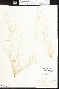 Eragrostis pectinacea var. miserrima image