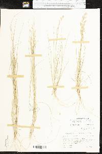 Eragrostis secundiflora image