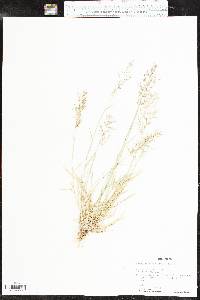 Eragrostis barrelieri image