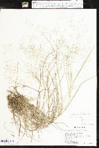 Eragrostis intermedia image