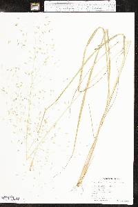 Eragrostis trichodes image