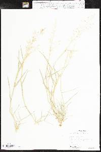 Eragrostis barrelieri image