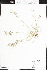 Eragrostis barrelieri image