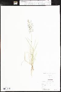 Eragrostis barrelieri image